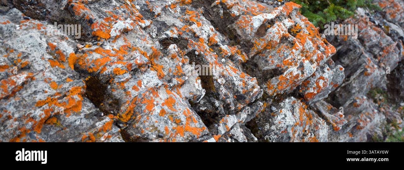Natural rocky background with bright orange lichen web banner Stock Photo