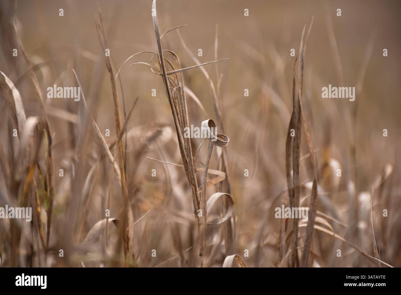 Dry grass field hi-res stock photography and images - Alamy