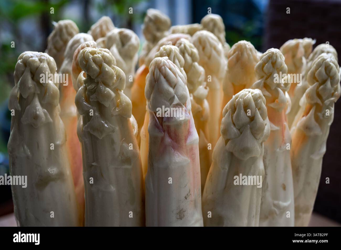 Kultur Landwirtschaft Nahrung 18.04.2025 Brandenburg Beelitz Potsdam Mittelmark Spargel ,Weisser Spargel Asparagus, 5 Kilo Spargel Potsdam GER *** Cul Stock Photo