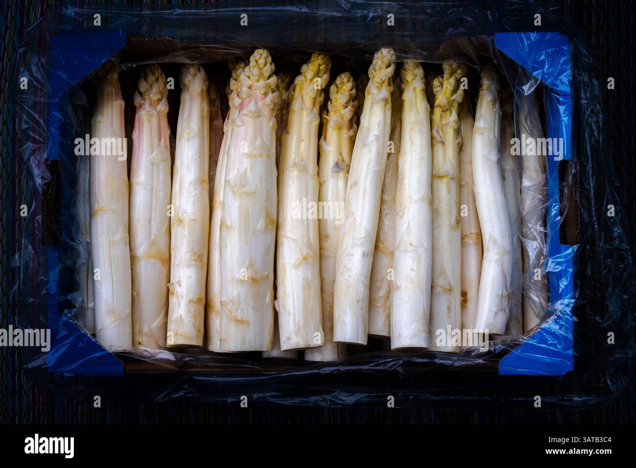 Kultur Landwirtschaft Nahrung 18.04.2025 Brandenburg Beelitz Potsdam Mittelmark Spargel ,Weisser Spargel Asparagus, 5 Kilo Spargel Potsdam GER *** Cul Stock Photo