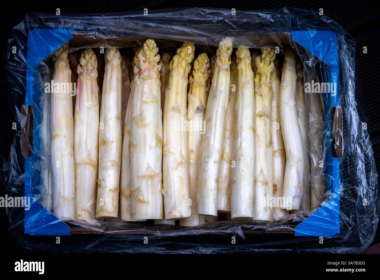 Kultur Landwirtschaft Nahrung 18.04.2025 Brandenburg Beelitz Potsdam Mittelmark Spargel ,Weisser Spargel Asparagus, 5 Kilo Spargel Potsdam GER *** Cul Stock Photo