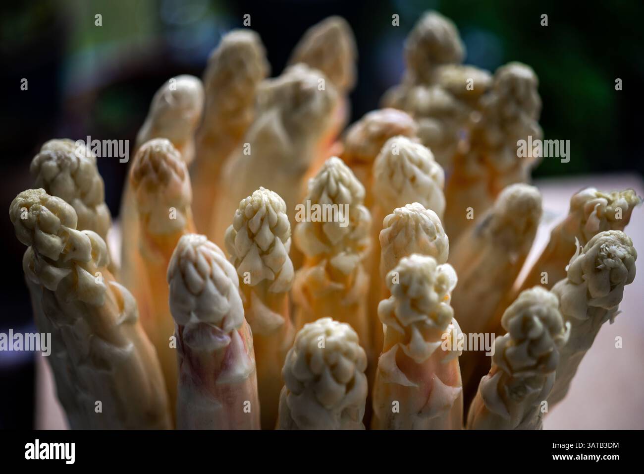 Kultur Landwirtschaft Nahrung 18.04.2025 Brandenburg Beelitz Potsdam Mittelmark Spargel ,Weisser Spargel Asparagus, 5 Kilo Spargel Potsdam GER *** Cul Stock Photo