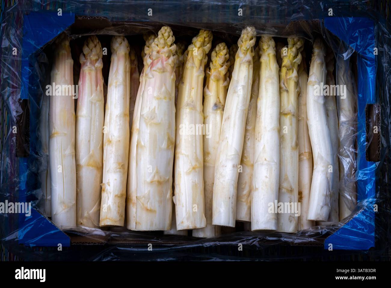 Kultur Landwirtschaft Nahrung 18.04.2025 Brandenburg Beelitz Potsdam Mittelmark Spargel ,Weisser Spargel Asparagus, 5 Kilo Spargel Potsdam GER *** Cul Stock Photo