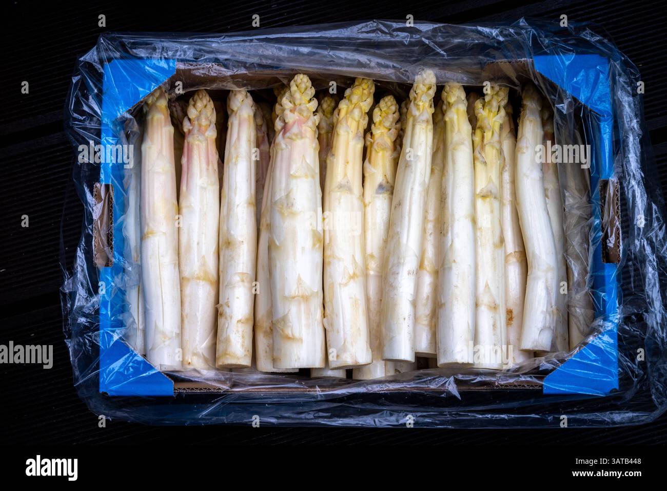 Kultur Landwirtschaft Nahrung 18.04.2025 Brandenburg Beelitz Potsdam Mittelmark Spargel ,Weisser Spargel Asparagus, 5 Kilo Spargel Potsdam GER *** Cul Stock Photo