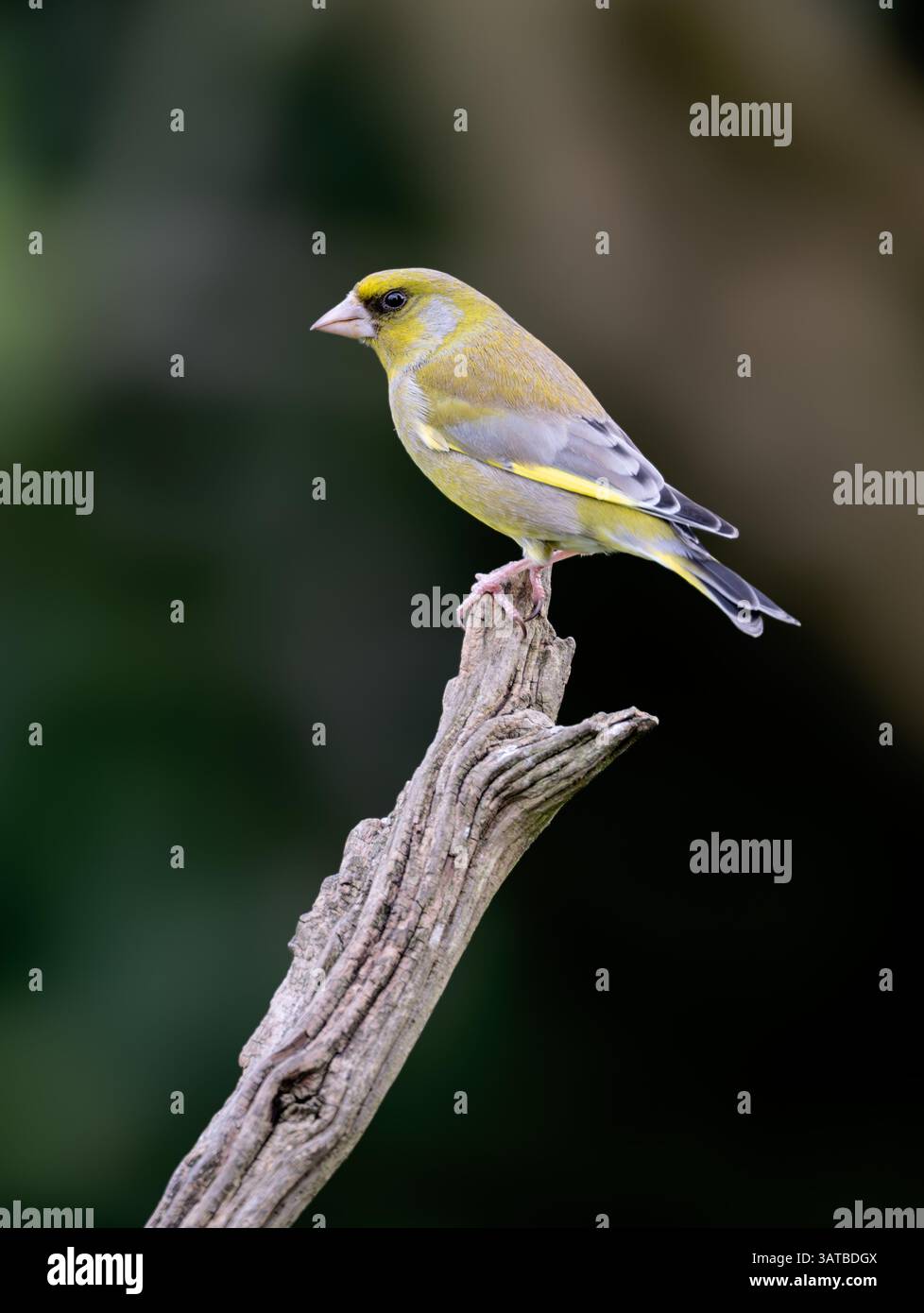 A Male Greenfinch Chloris chloris perched on a dead branch in a North Norfolk garden, UK. Stock Photo