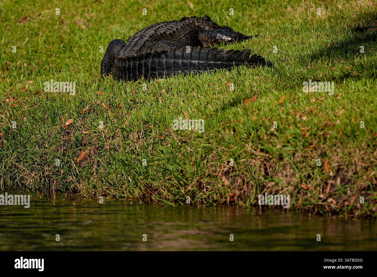 Aligator Rbc An alligator moves from a small canal near the second fairway during ...