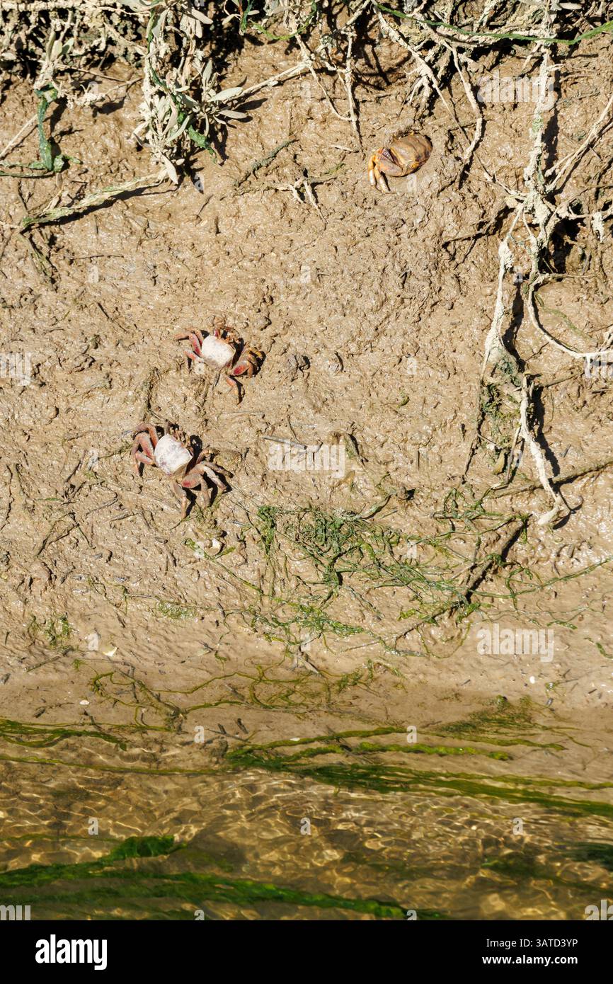 Fiddler crabs on the banks of the Tavira salt marshes in Portugal Stock Photo