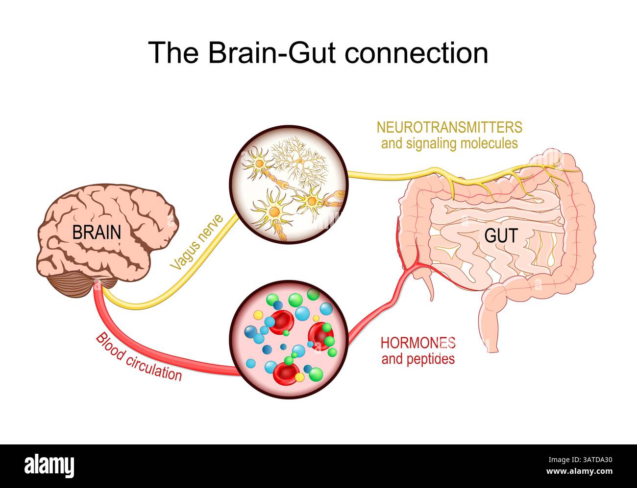 Brain-gut axis. Gut microbiota. Vagus nerve and Enteric nervous system ...