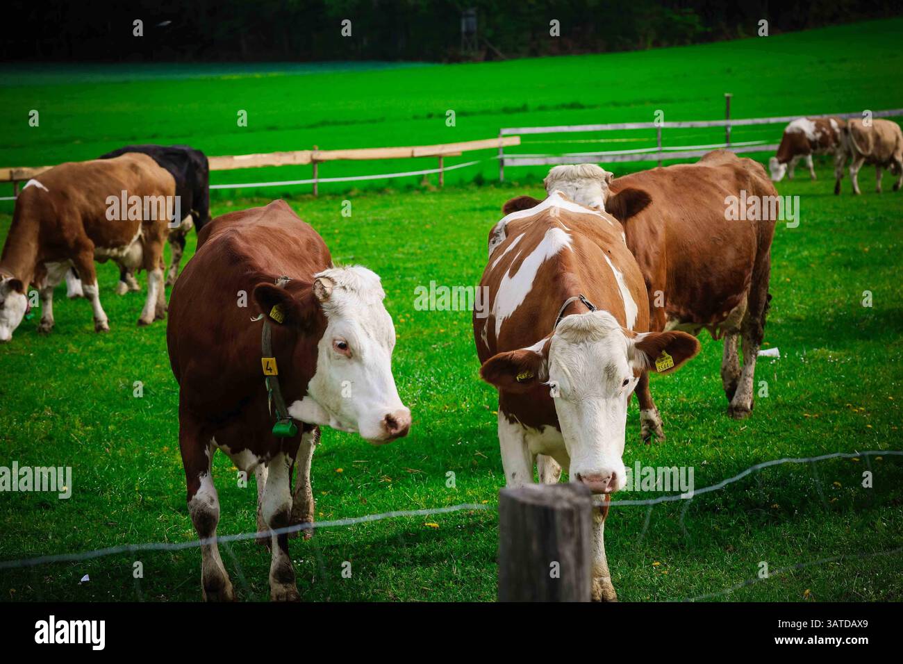 18.04.2025, Handenberg, AUT, Unterwegs in Oberösterreich, Symbolbild ...