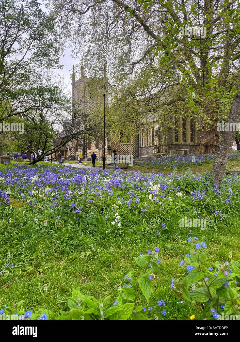 Bluebells flowering in spring in the churchyard at Reading Minster in Reading, Berkshire, UK - Smartphone Captured Stock Image