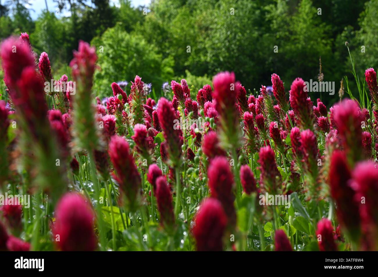 Flowering blossom red clover meadow is cultivated as a useful plant or fodder plant in agriculture for feeding or as a medicinal plant. Stock Photo