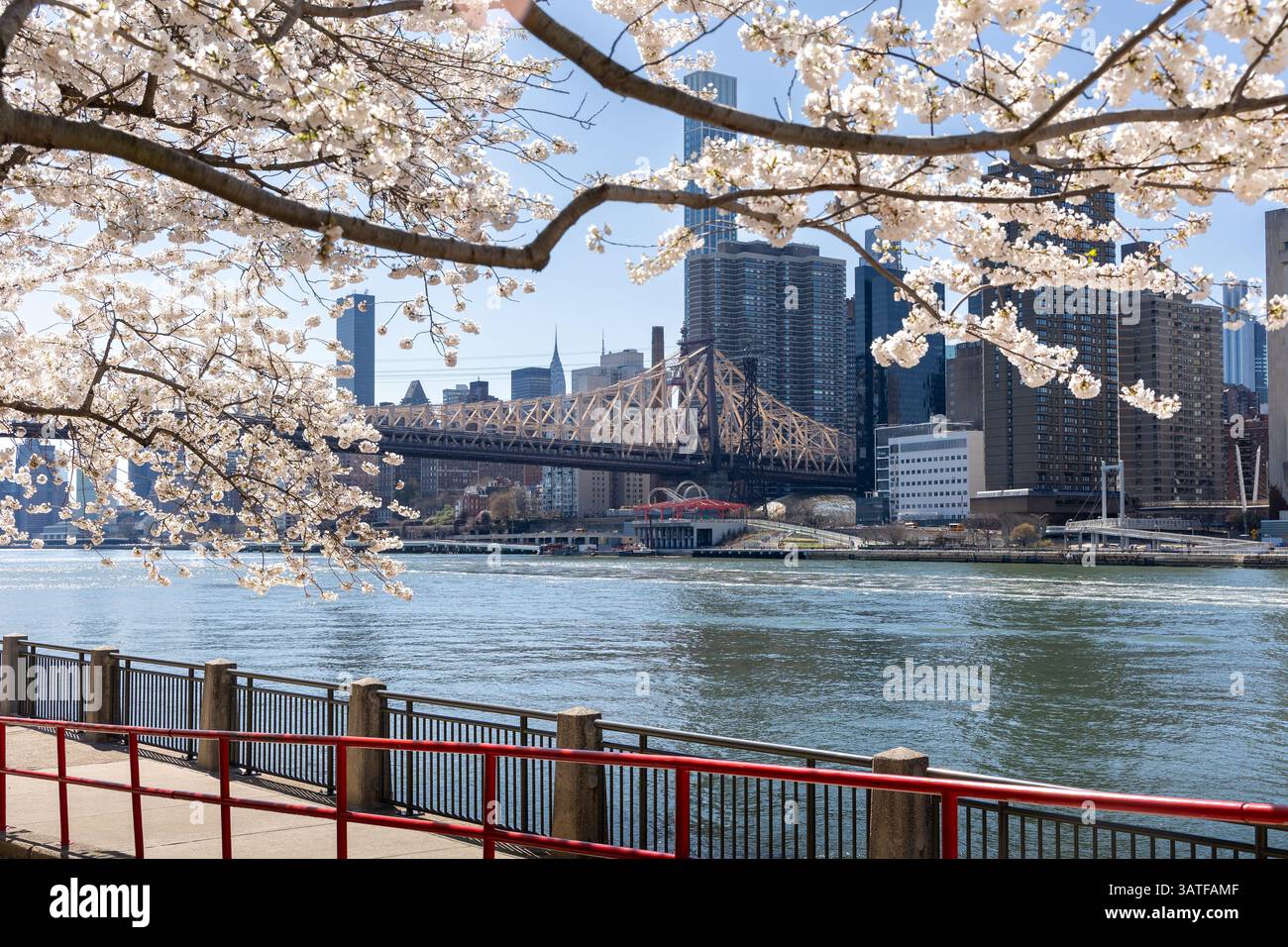 Cherry blossoms bloom along the waterfront of Roosevelt Island in April ...