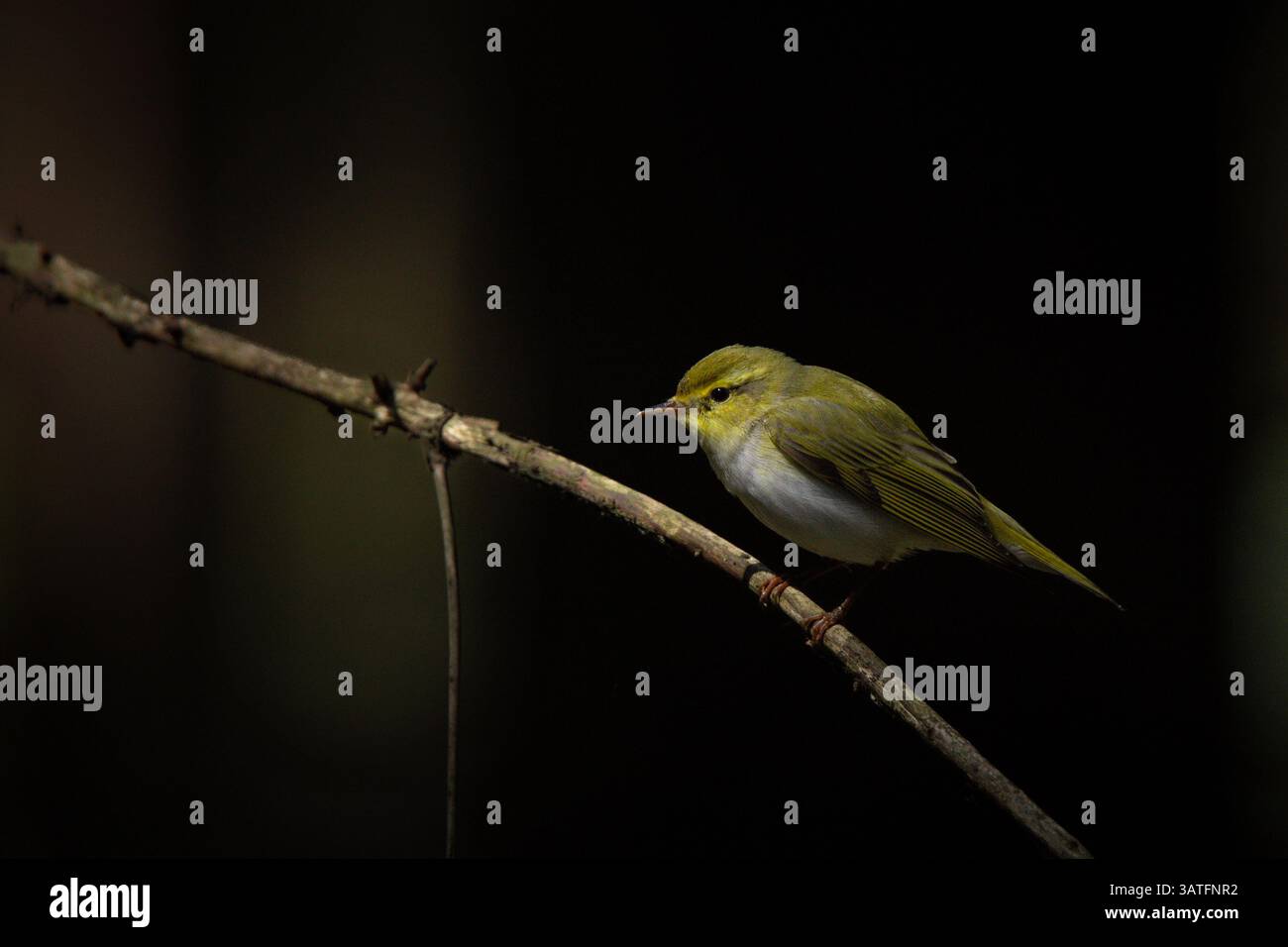 A wood warbler perches gracefully on a slender branch in a shadowy forest, softly illuminated by a beam of natural light. Stock Photo