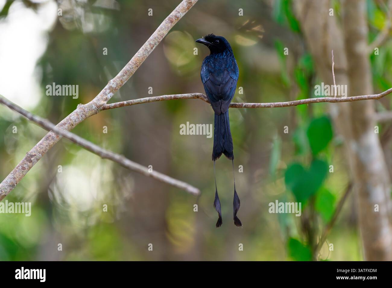 Greater Racket-tailed (Drongo Dicrurus paradiseus), Cat Tien national ...