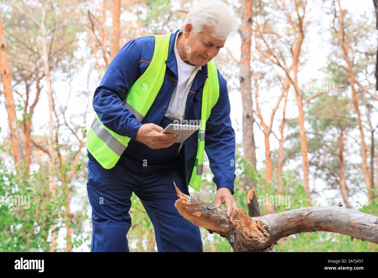 Senior forester with tablet computer inspecting fallen tree in forest Stock Photo