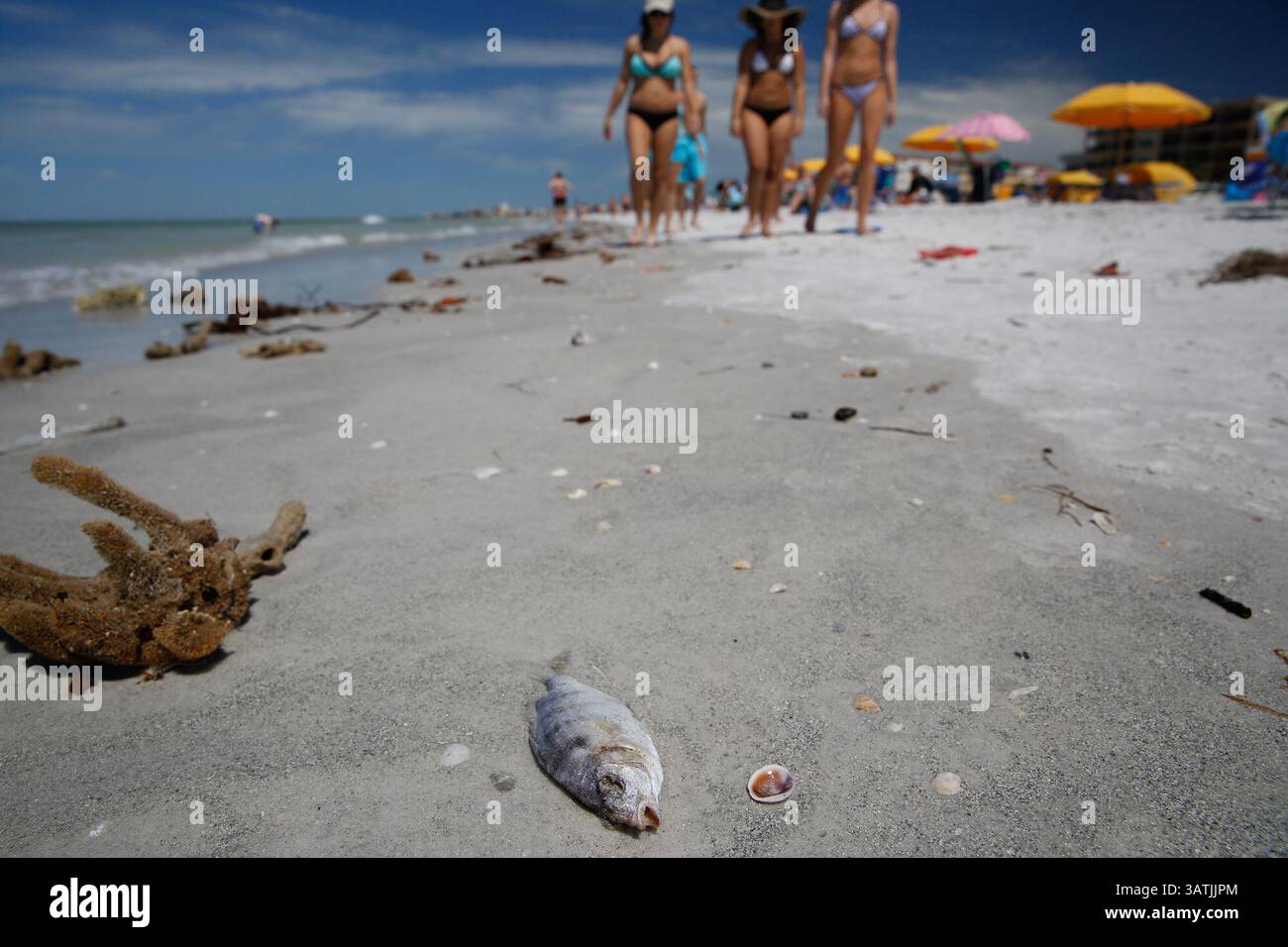 April 10, 2016 - St. Petersburg, Florida, U.S. - LOREN ELLIOTT   |   Times.A dead fish, the result of a toxic algal bloom, is seen washed up on the beach just north of John's Pass in St. Petersburg, Fla., on Sunday, April 10, 2016. The algal bloom, often referred to as a ''red tide'', produces toxins that can kill fish, mammals, birds, and directly or indirectly cause illness to humans. (Credit Image: © Loren Elliott/Tampa Bay Times via ZUMA Wire) Stock Photo