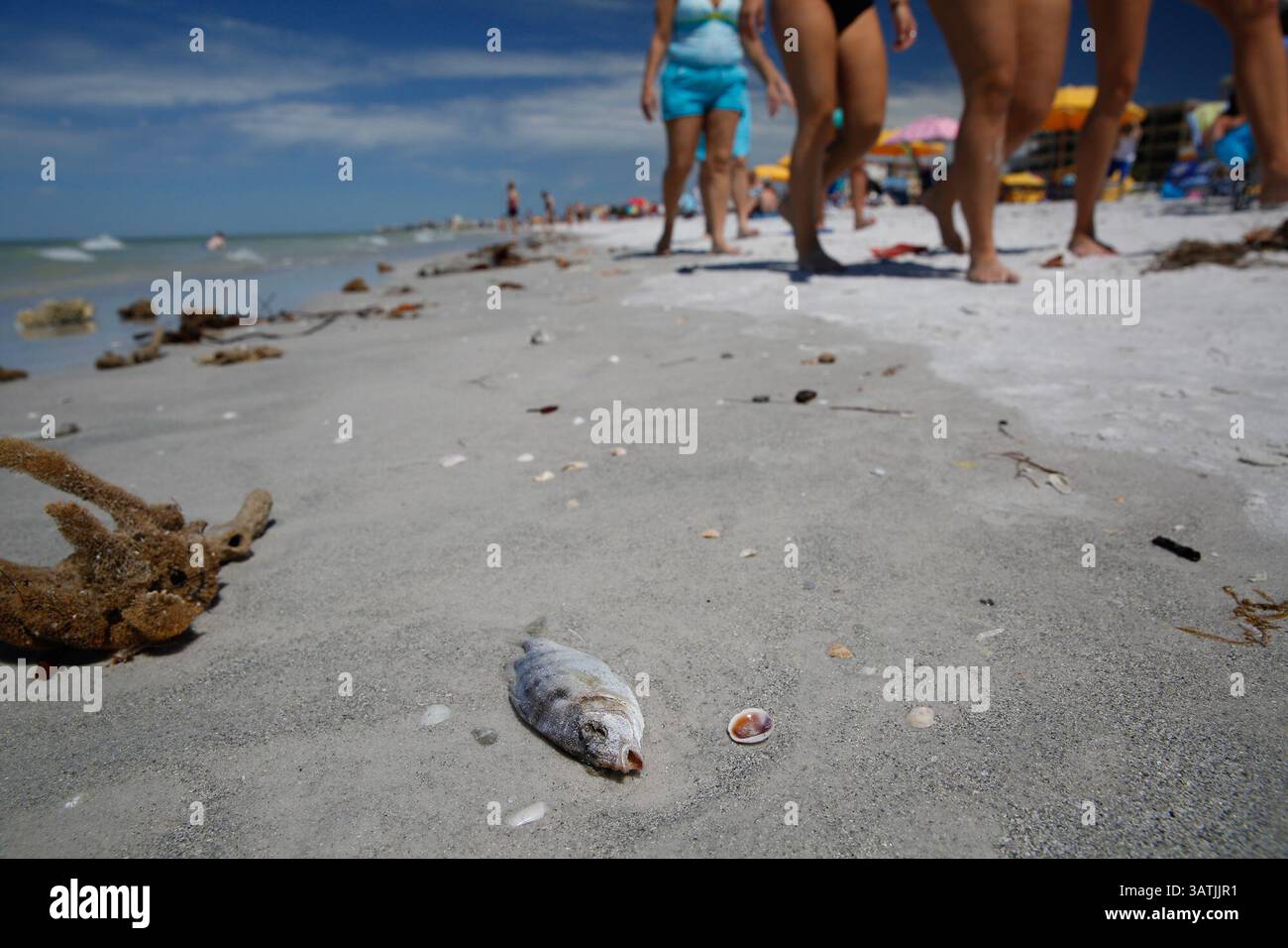 April 10, 2016 - St. Petersburg, Florida, U.S. - LOREN ELLIOTT   |   Times.A dead fish, the result of a toxic algal bloom, is seen washed up on the beach just north of John's Pass in St. Petersburg, Fla., on Sunday, April 10, 2016. The algal bloom, often referred to as a ''red tide'', produces toxins that can kill fish, mammals, birds, and directly or indirectly cause illness to humans. (Credit Image: © Loren Elliott/Tampa Bay Times via ZUMA Wire) Stock Photo