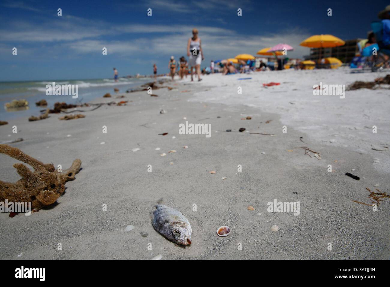 April 10, 2016 - St. Petersburg, Florida, U.S. - LOREN ELLIOTT   |   Times.A dead fish, the result of a toxic algal bloom, is seen washed up on the beach just north of John's Pass in St. Petersburg, Fla., on Sunday, April 10, 2016. The algal bloom, often referred to as a ''red tide'', produces toxins that can kill fish, mammals, birds, and directly or indirectly cause illness to humans. (Credit Image: © Loren Elliott/Tampa Bay Times via ZUMA Wire) Stock Photo