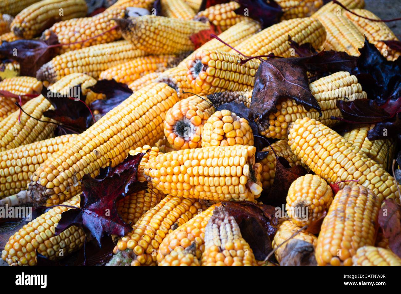 Yellow corn on the cob in a pile with wet leaves Stock Photo
