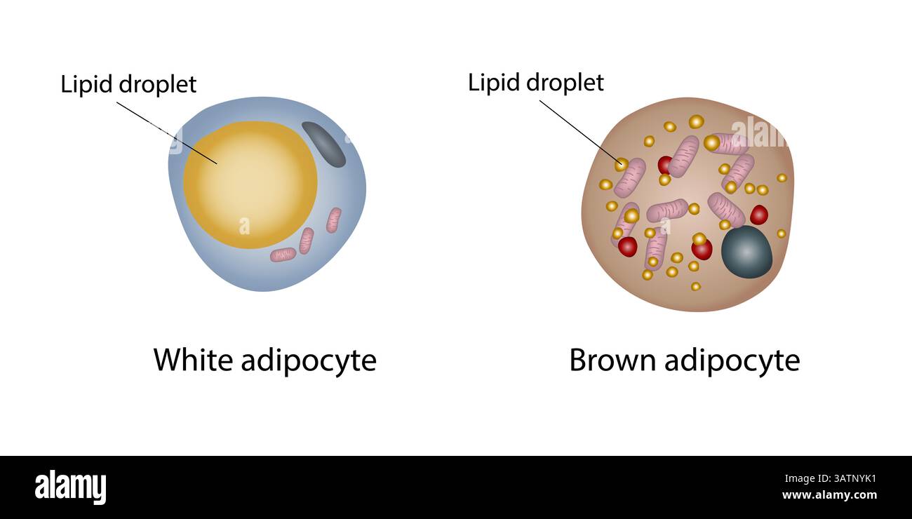Lipid droplets in white and brown fat cells, illustration. Lipid droplets in white and brown fat cells, illustration. Brown fat cells have many small Stock Photo