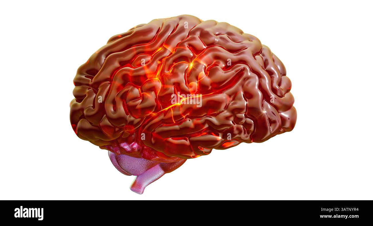 Human brain, illustration. Stock Photo