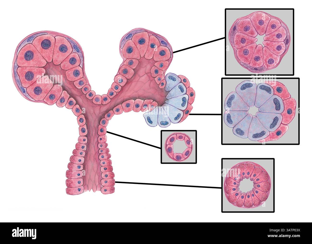 Illustration showing the histology of a salivary gland, showing serous ...