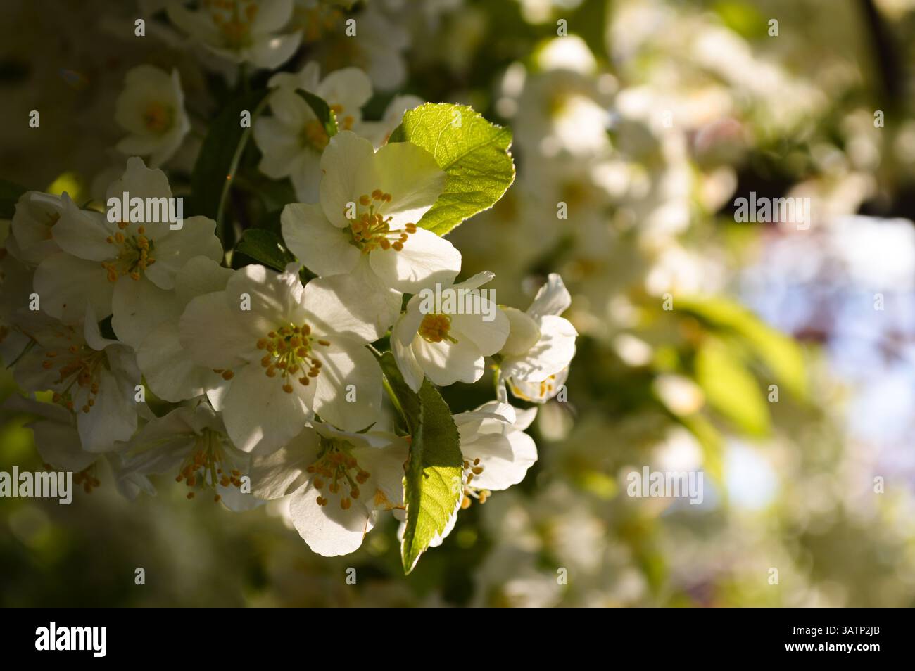 Pear tree full of flowers in morning sun Stock Photo