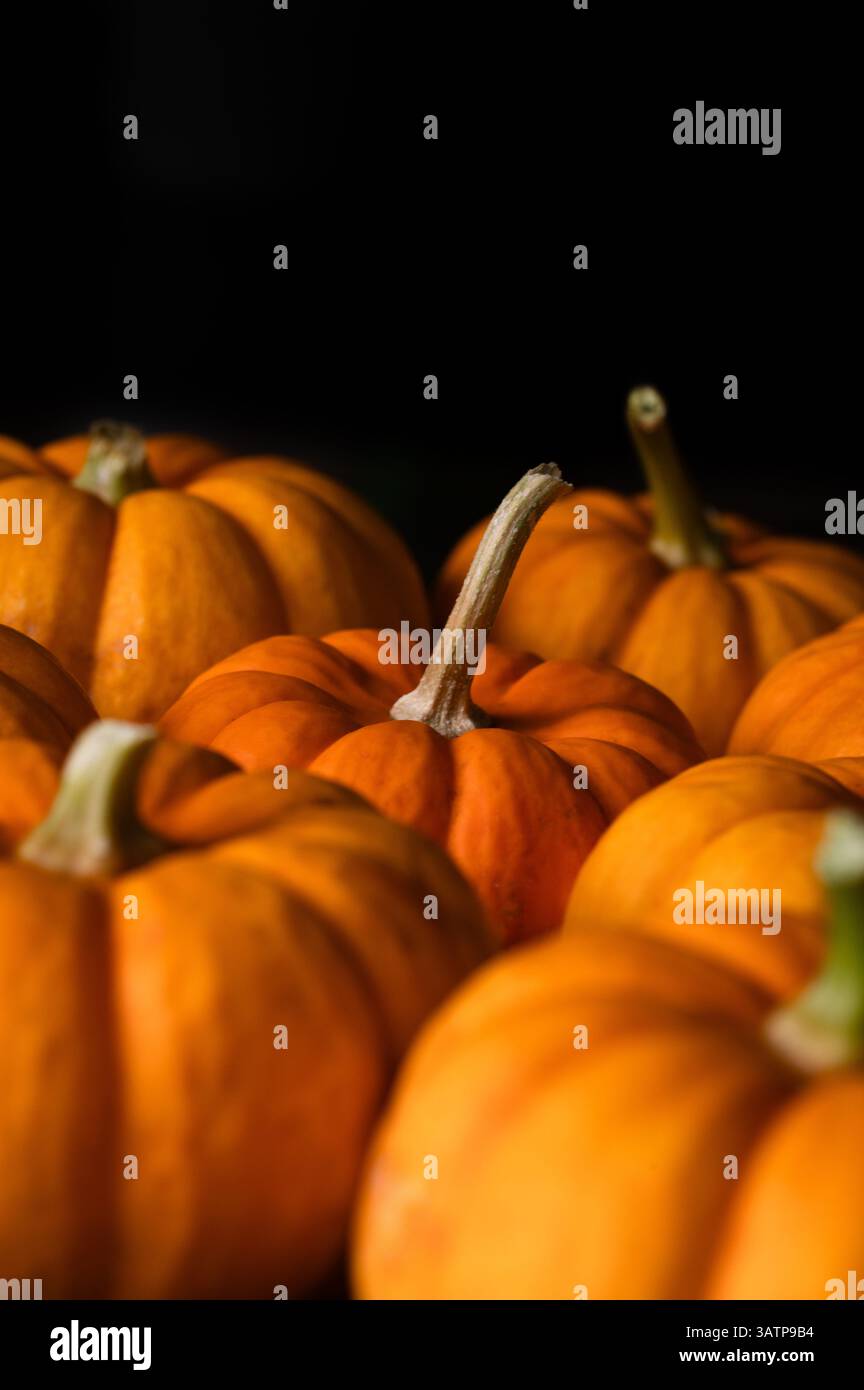 Mini pumpkins on a dark background Stock Photo
