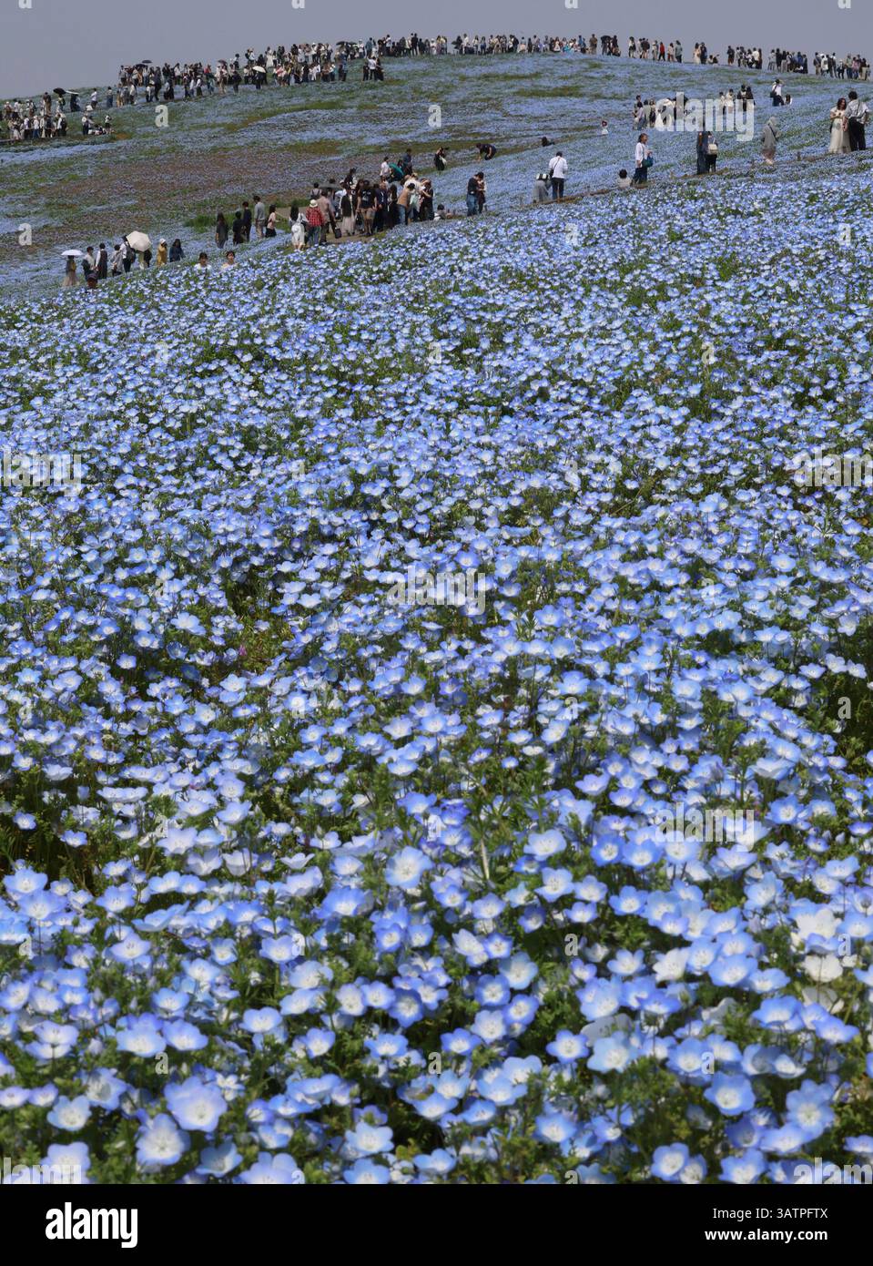 Nemophila Known Baby Blue Eyes Or Rurikarakusa In Japanese Are In Full nemophila-known-baby-blue-eyes-or-rurikarakusa-in-japanese-are-in-full