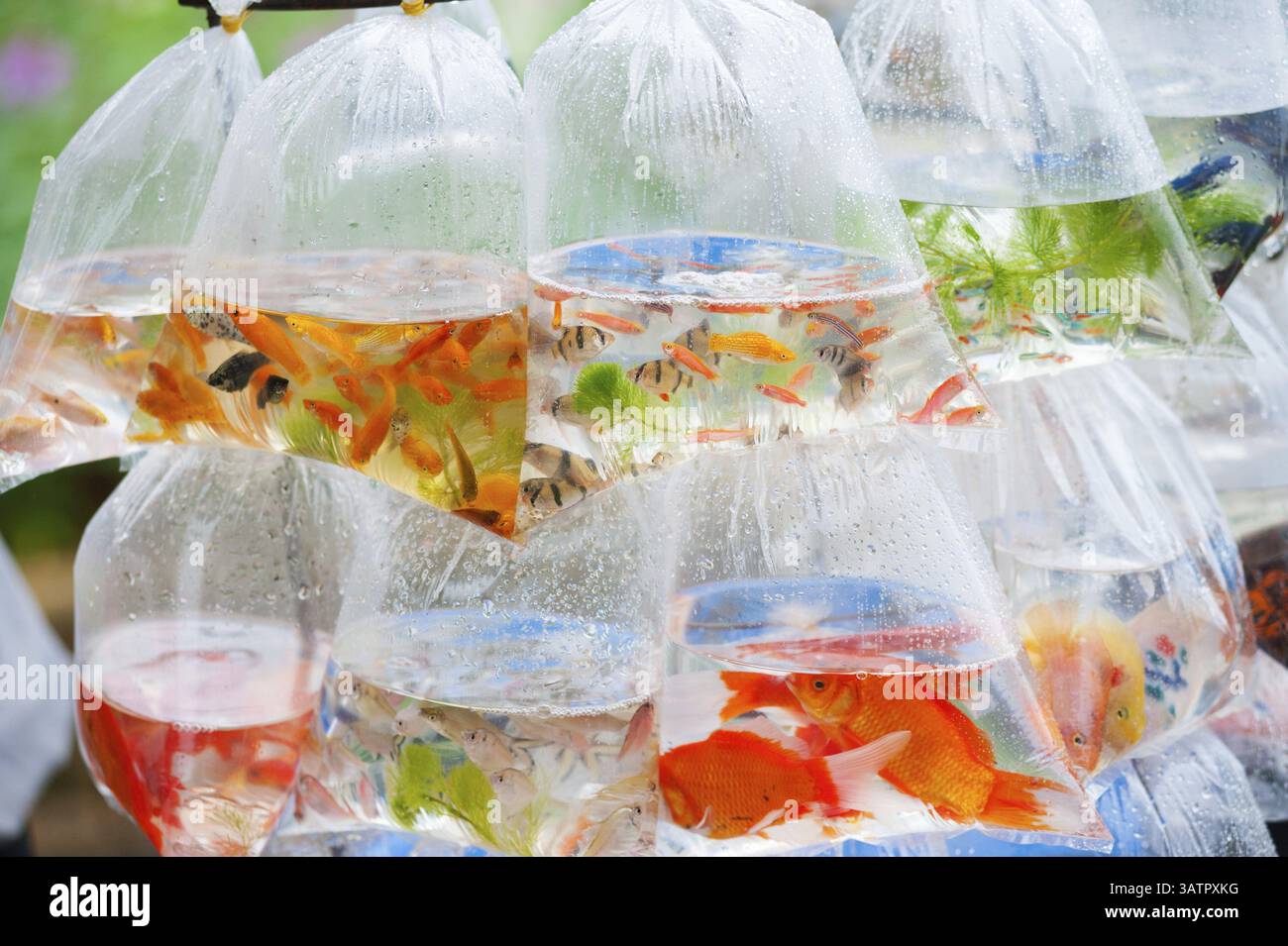Different kinds of aquarian fish in plastic bags for sale Stock Photo