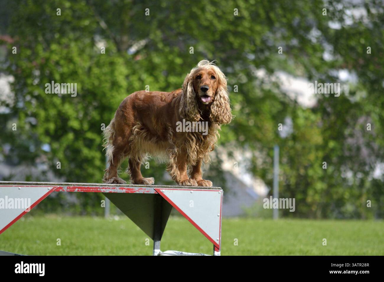 Training photographs hi-res stock photography and images - Alamy