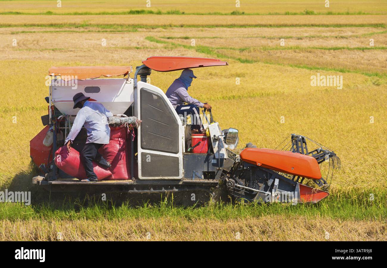 Harvester machine harvest rice fields hi-res stock photography and ...