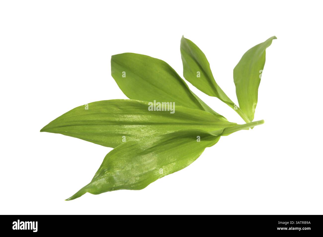 Wild garlic, lat. name: Allium ursinum, already known to the Romans as Herba salutaris, which means medicinal herb, Germany, Europe Stock Photo