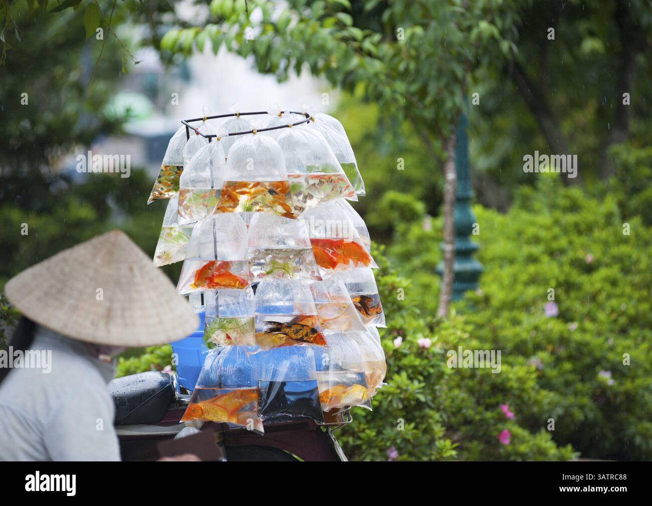 A woman in a Vietnamese hat sells aquarian fish in packets Stock Photo