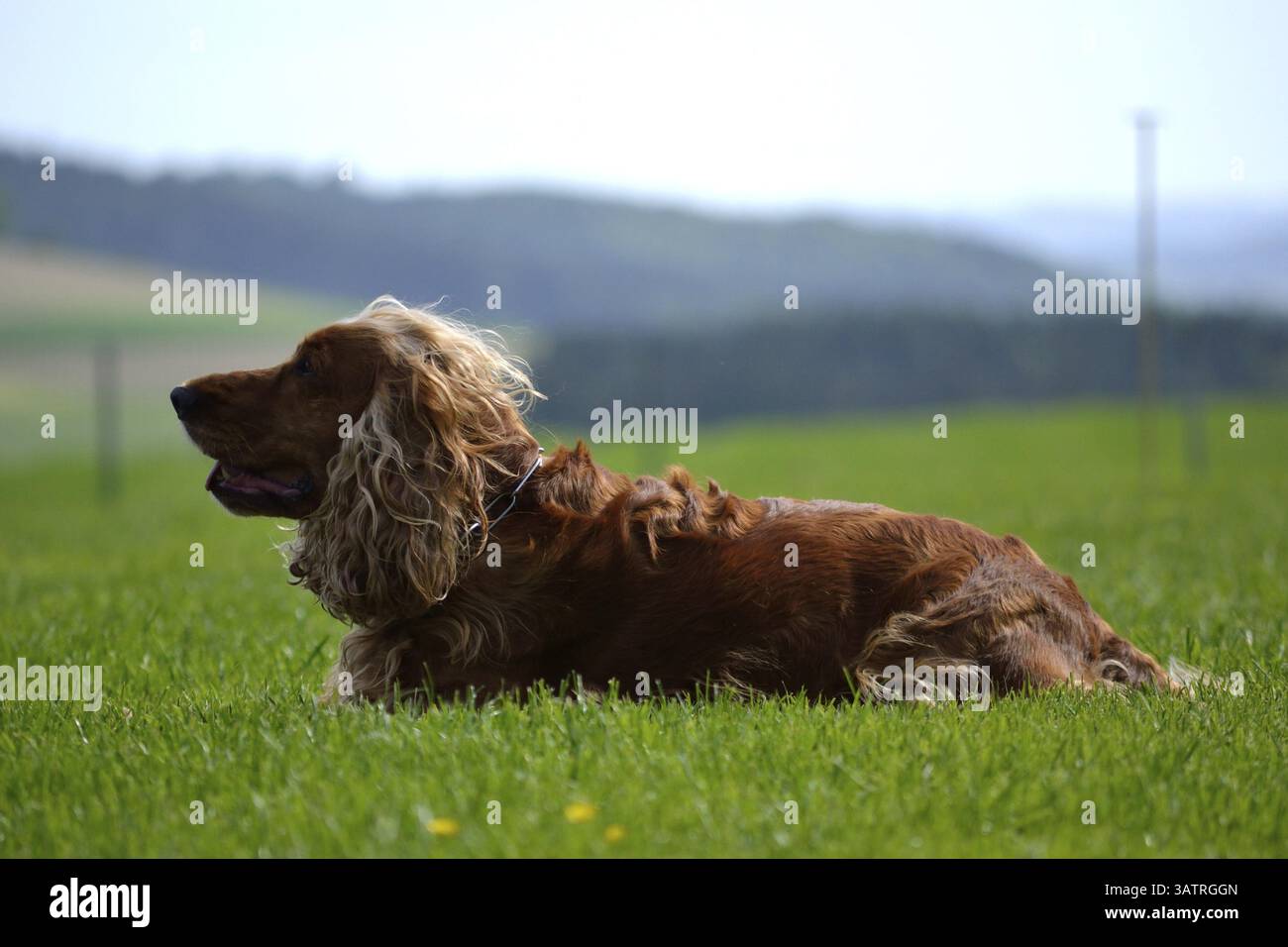 Cocker spaniel lying in the meadow - side profile Stock Photo