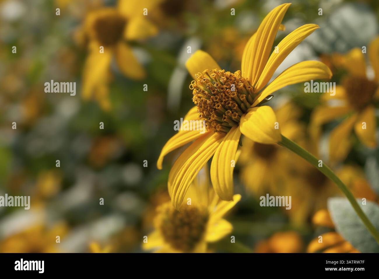 Compositae Stock Photo