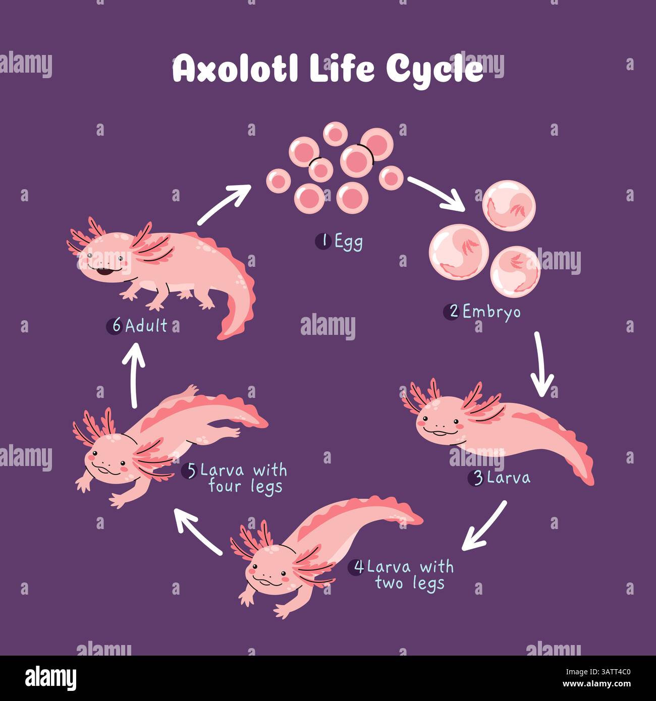 Axolotl life cycle infographic. Salamander growth stages, educational biology scheme from egg, embryo, larva to adult Mexican axolotl. Underwater Stock Vector