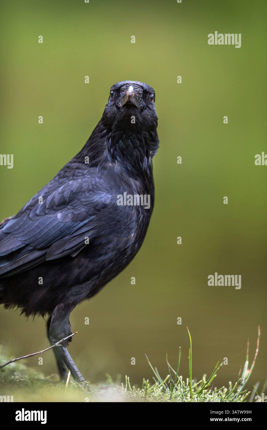 Carrion Crow; Corvus corone; UK Stock Photo