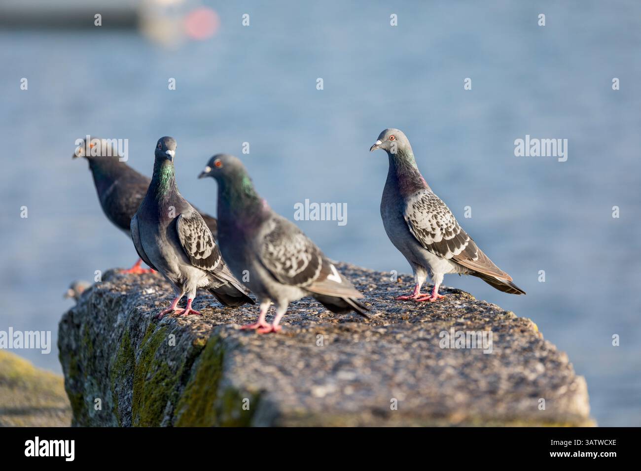 Feral Pigeons; Columba livia domestica; Group on Rock; UK Stock Photo