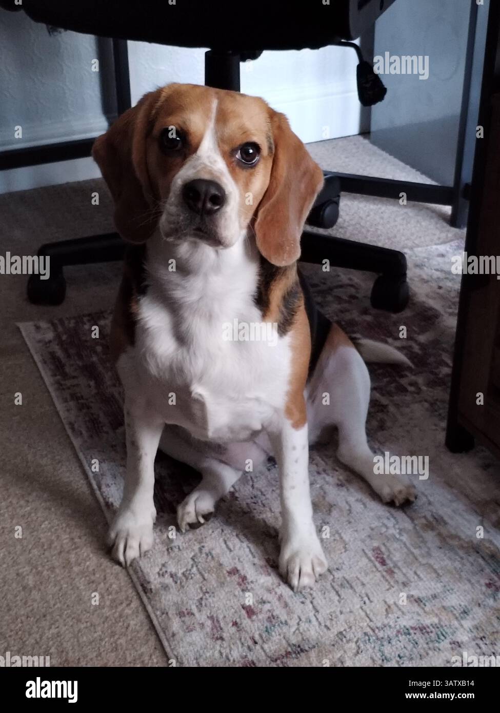 Dog Sitting and Looking at the Camera Stock Photo