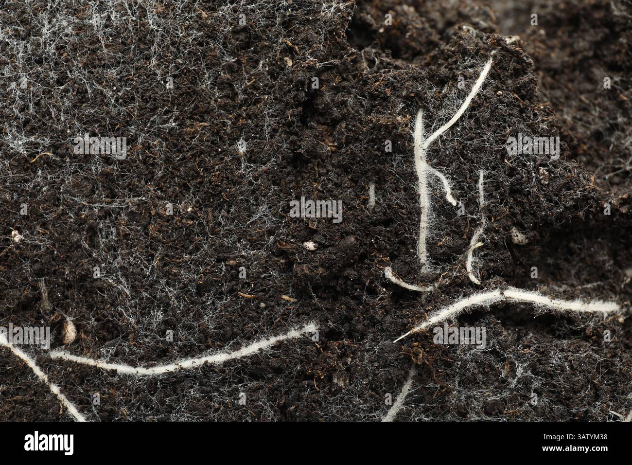 Soil with roots and white mold, top view Stock Photo - Alamy