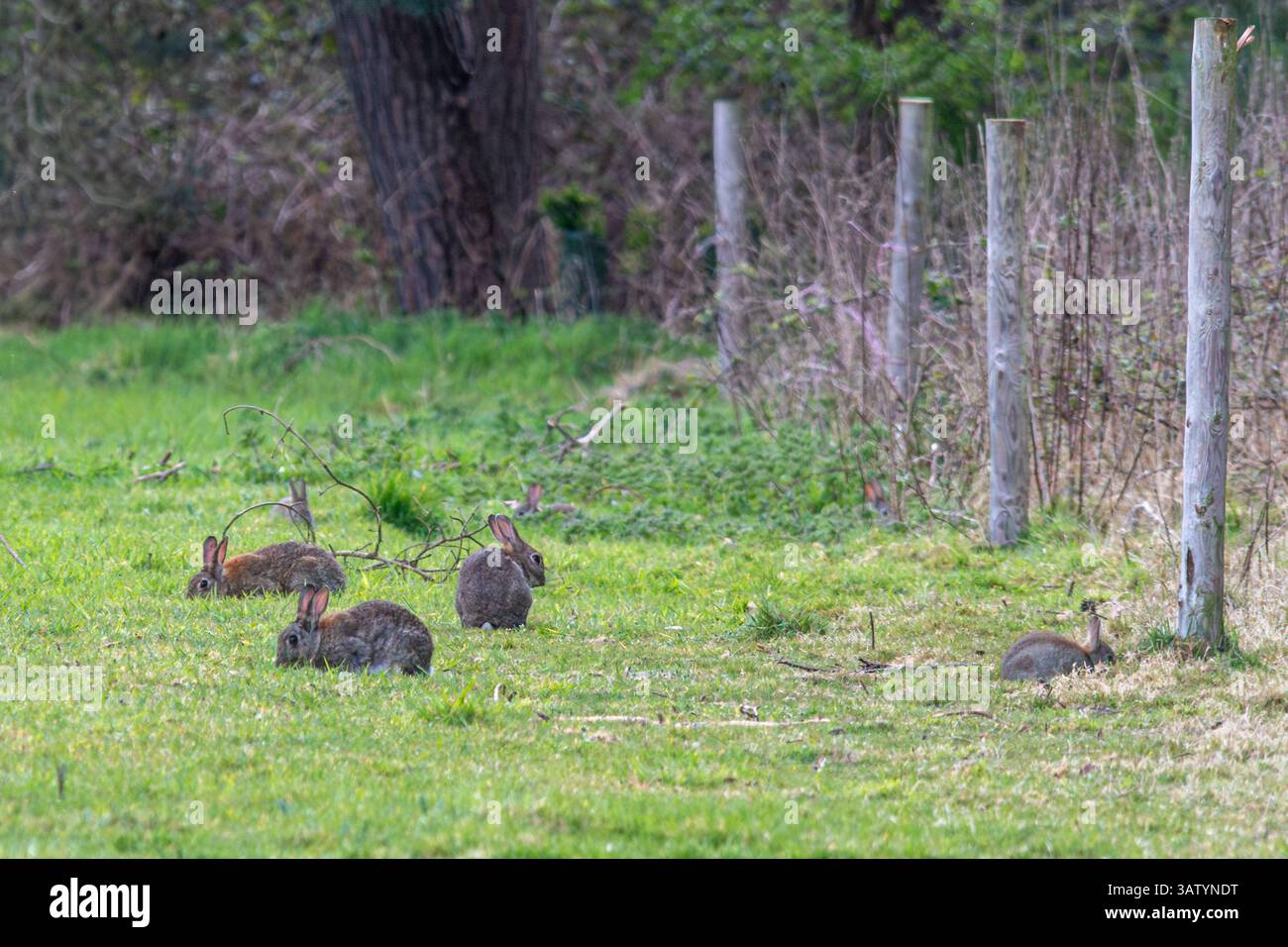 Rabbit In Uk Group of rabbits (Oryctolagus cuniculus) grazing grass at the edge of a ...