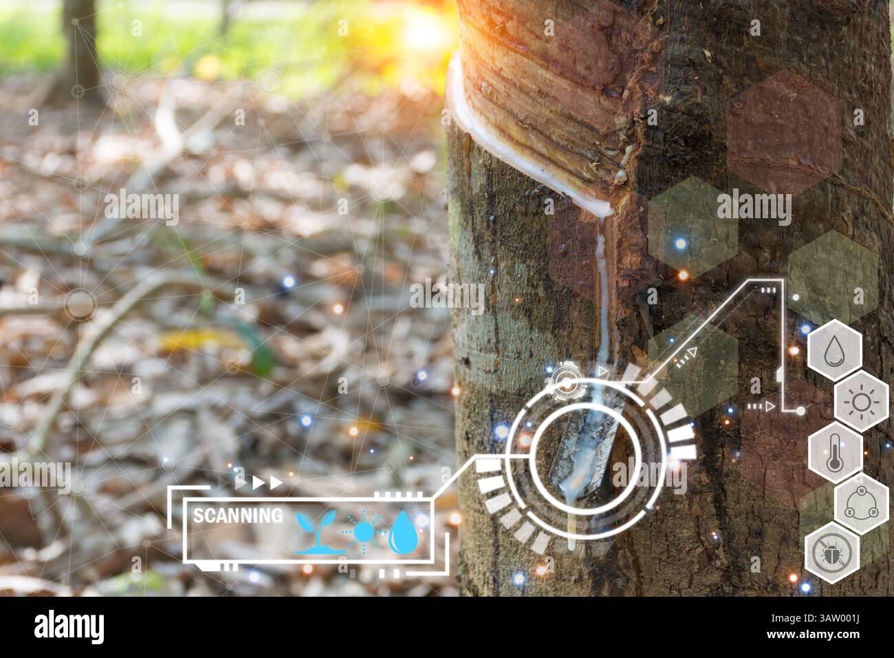 Smart farm digital icon and futuristic AI data infographic of Rubber ...