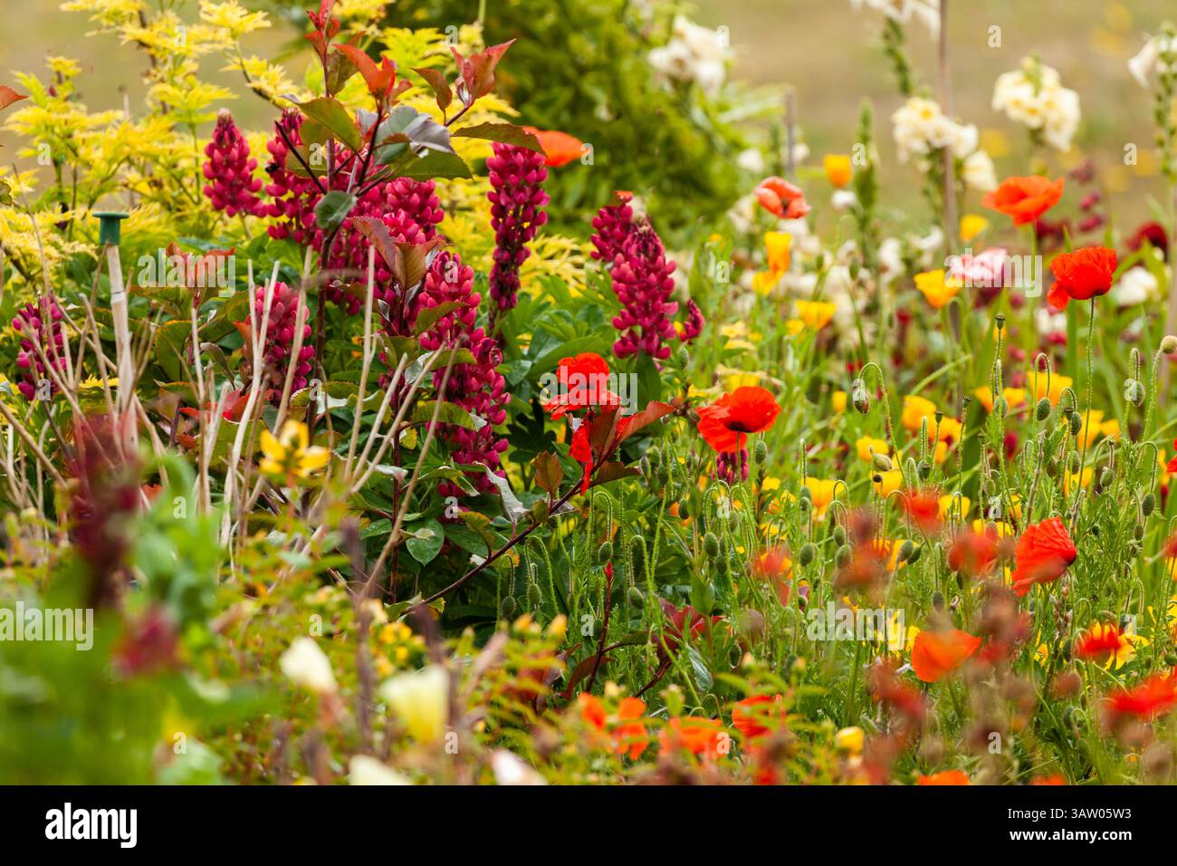 Beautiful flower bed of spring flowers in full bloom including red poppies Stock Photo