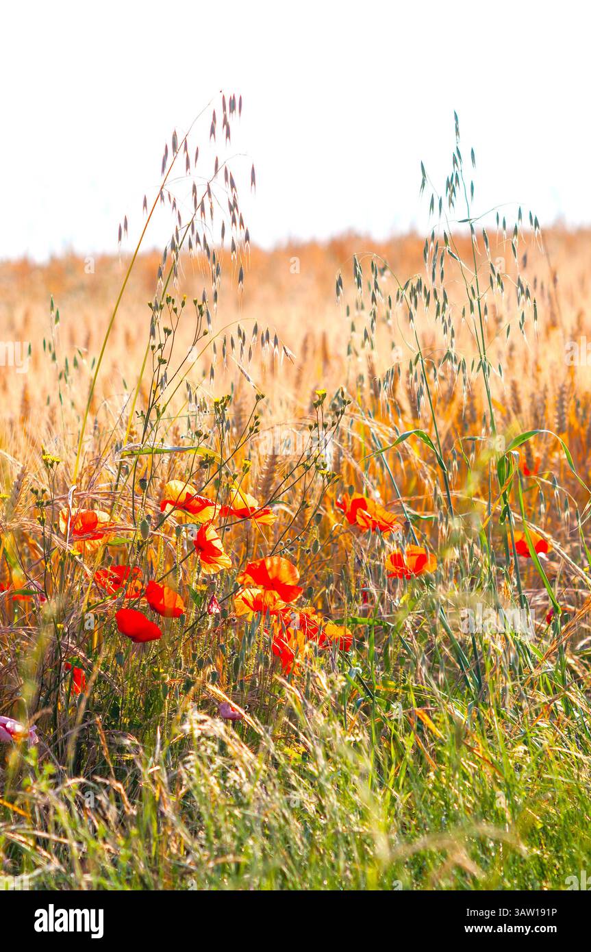 Wild poppies in countryside hi-res stock photography and images - Alamy