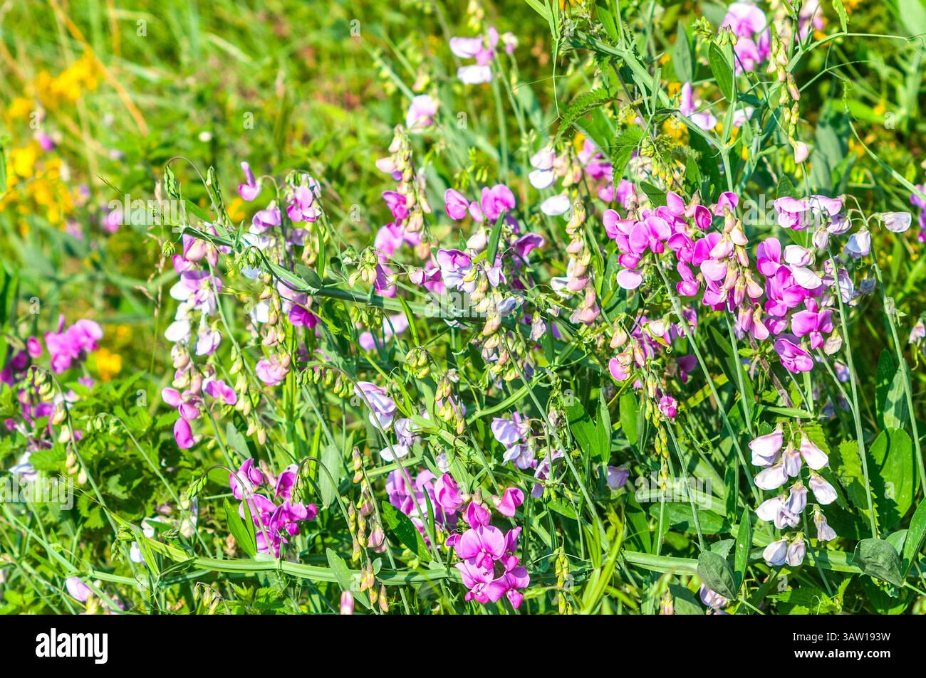 Common Vetch (Vicia sativa) growing on roadside verge - central France. Stock Photo