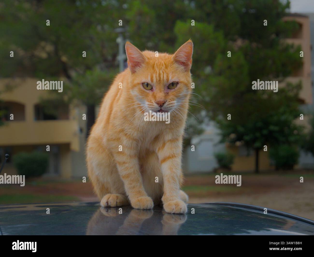 Orange Cat Sitting Outdoors on a Reflective Surface in a Tranquil Setting, Corte, France Stock Photo