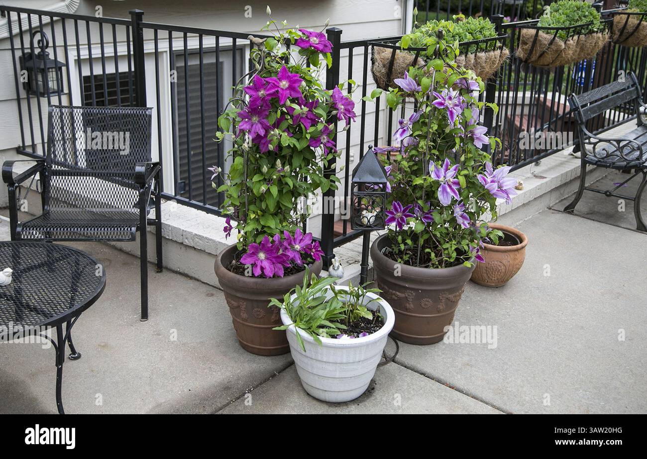 Clematis for pots hi-res stock photography and images - Alamy