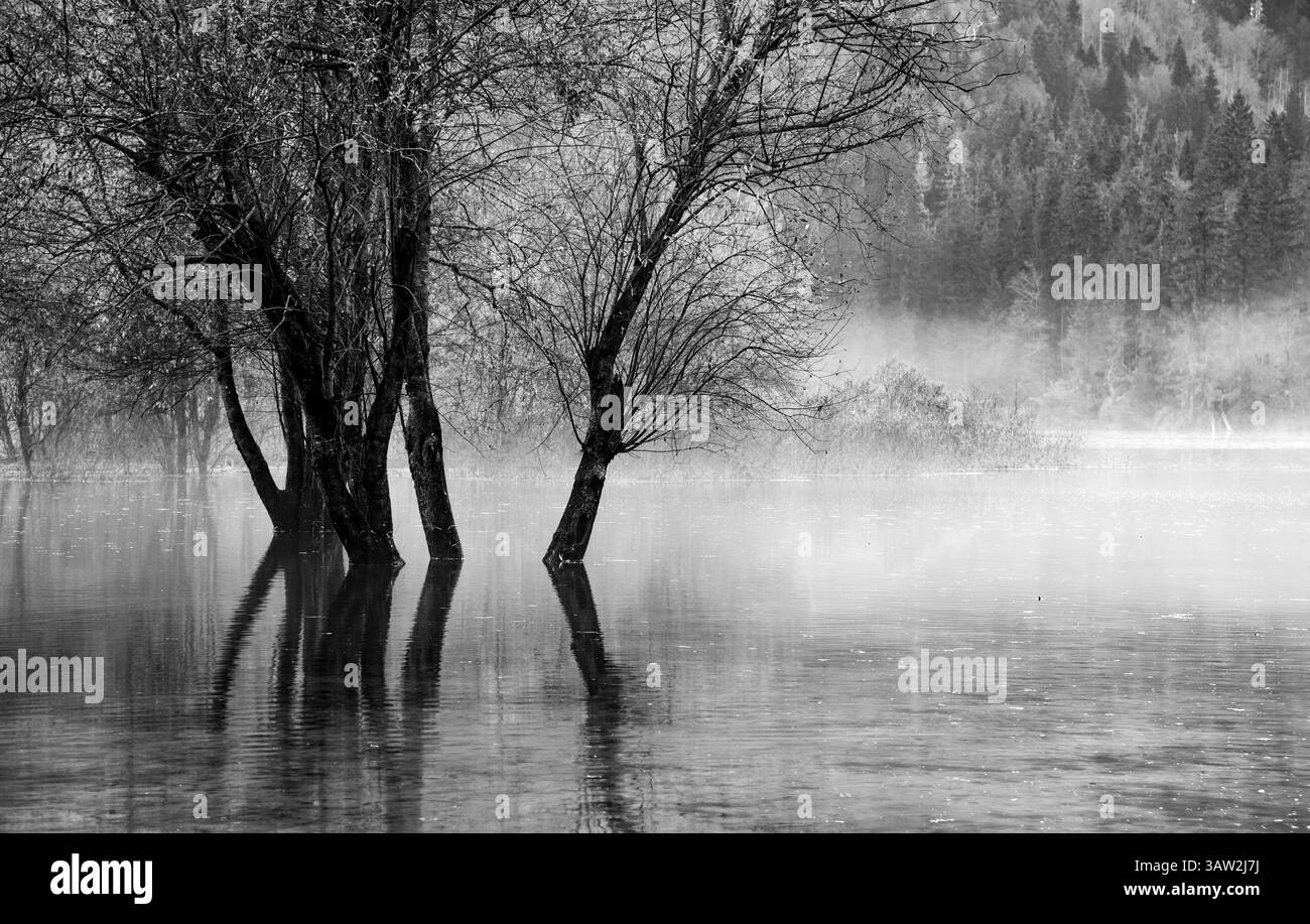 Black and white landscape photography of bare trees reflecting in a misty lake on a cold winter morning Stock Photo