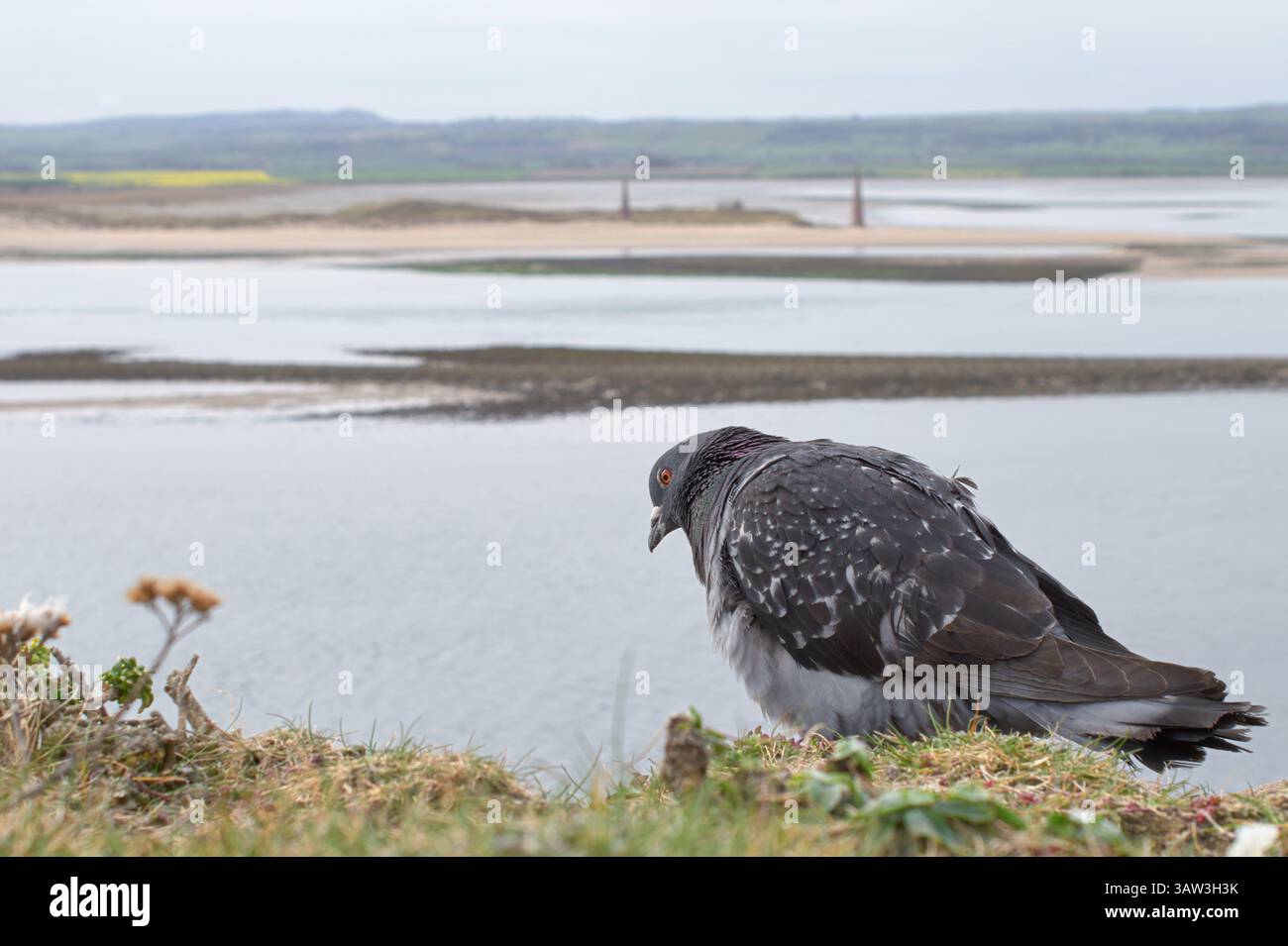Pigeon stood on the top of Lidisfarne castle overlooking Old Law and ...